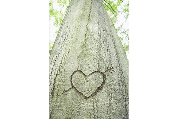 Heart Carved in a Tree