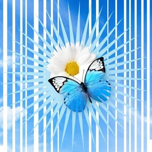 bluebutterflyservices