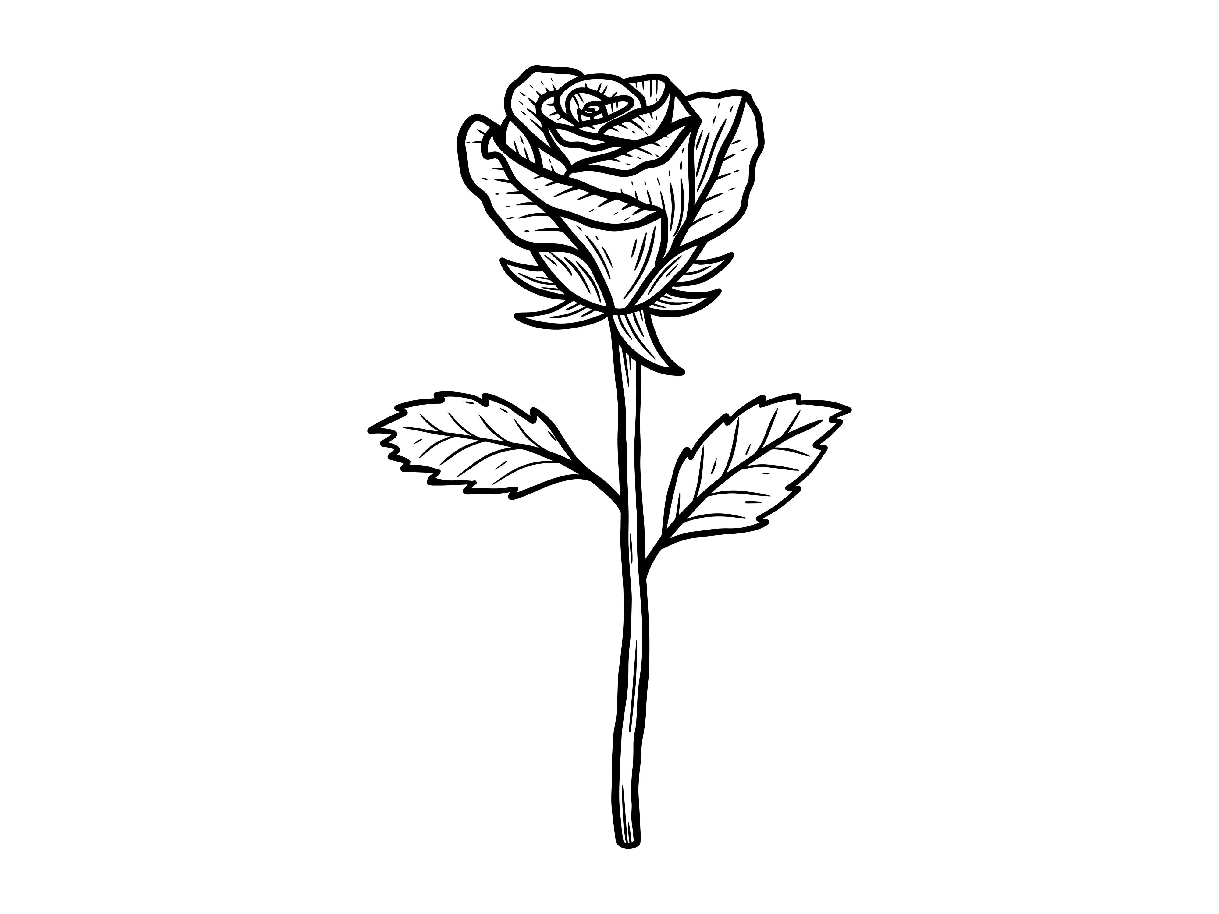 Set Line Art Flower Rose Nature