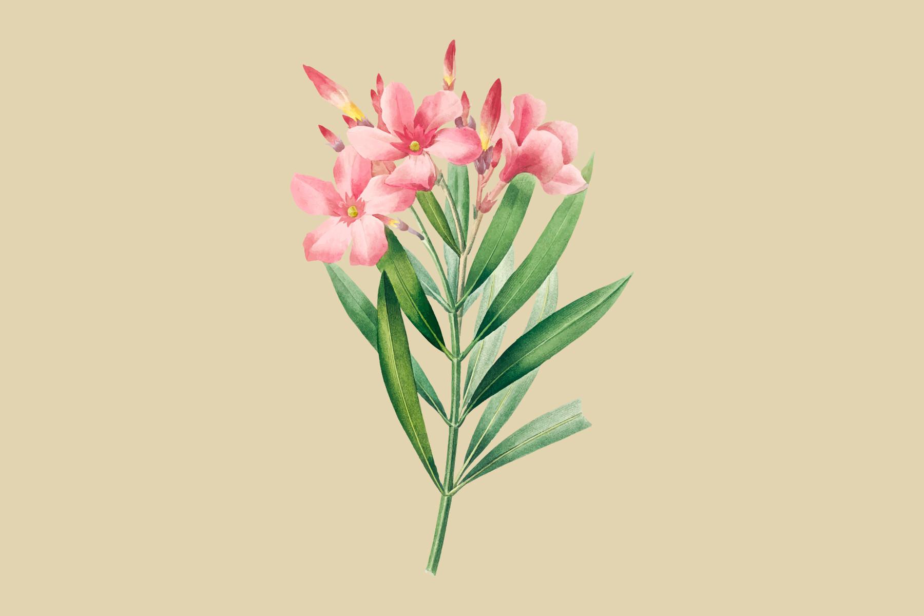 Dr. Gillies' Purslane Illustration