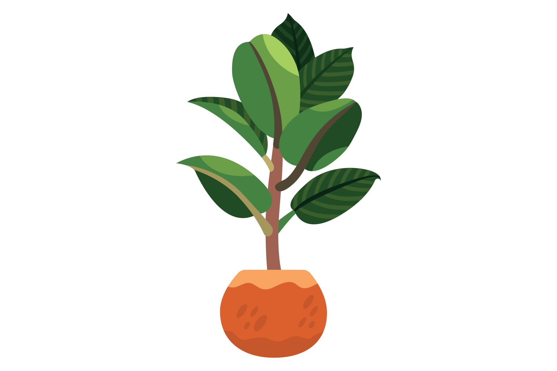 Plant ?
