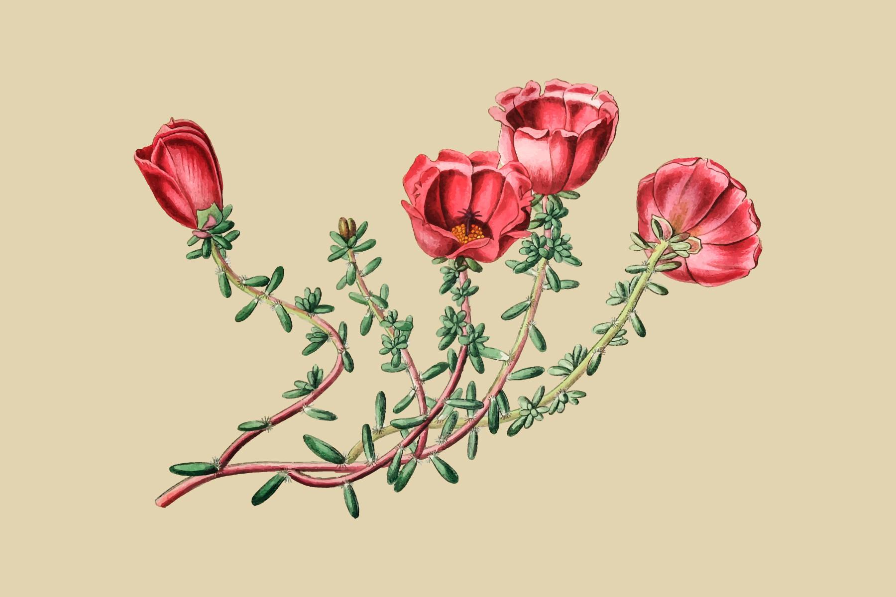 Dr. Gillies' Purslane Illustration