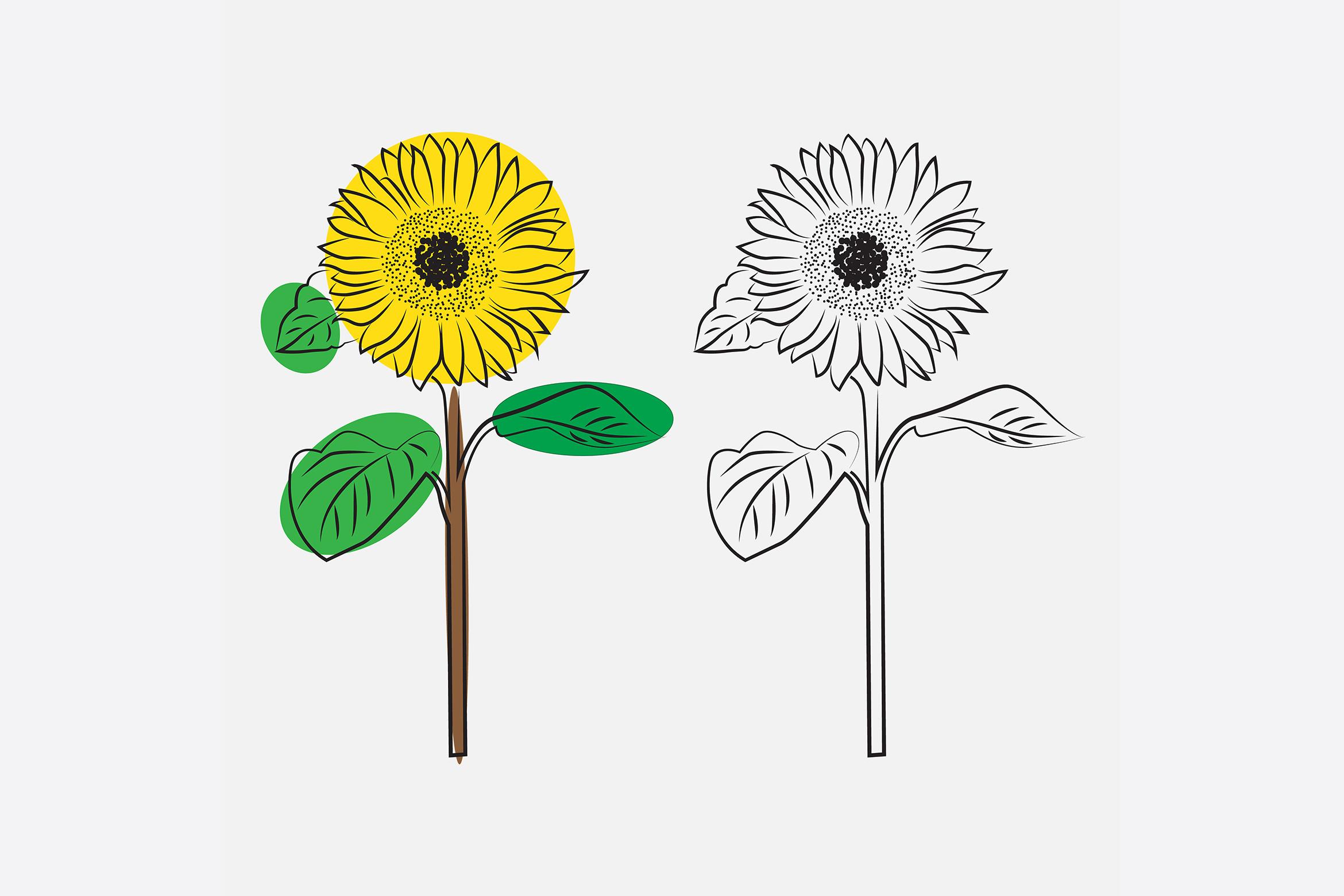 Sun Flower Line Art