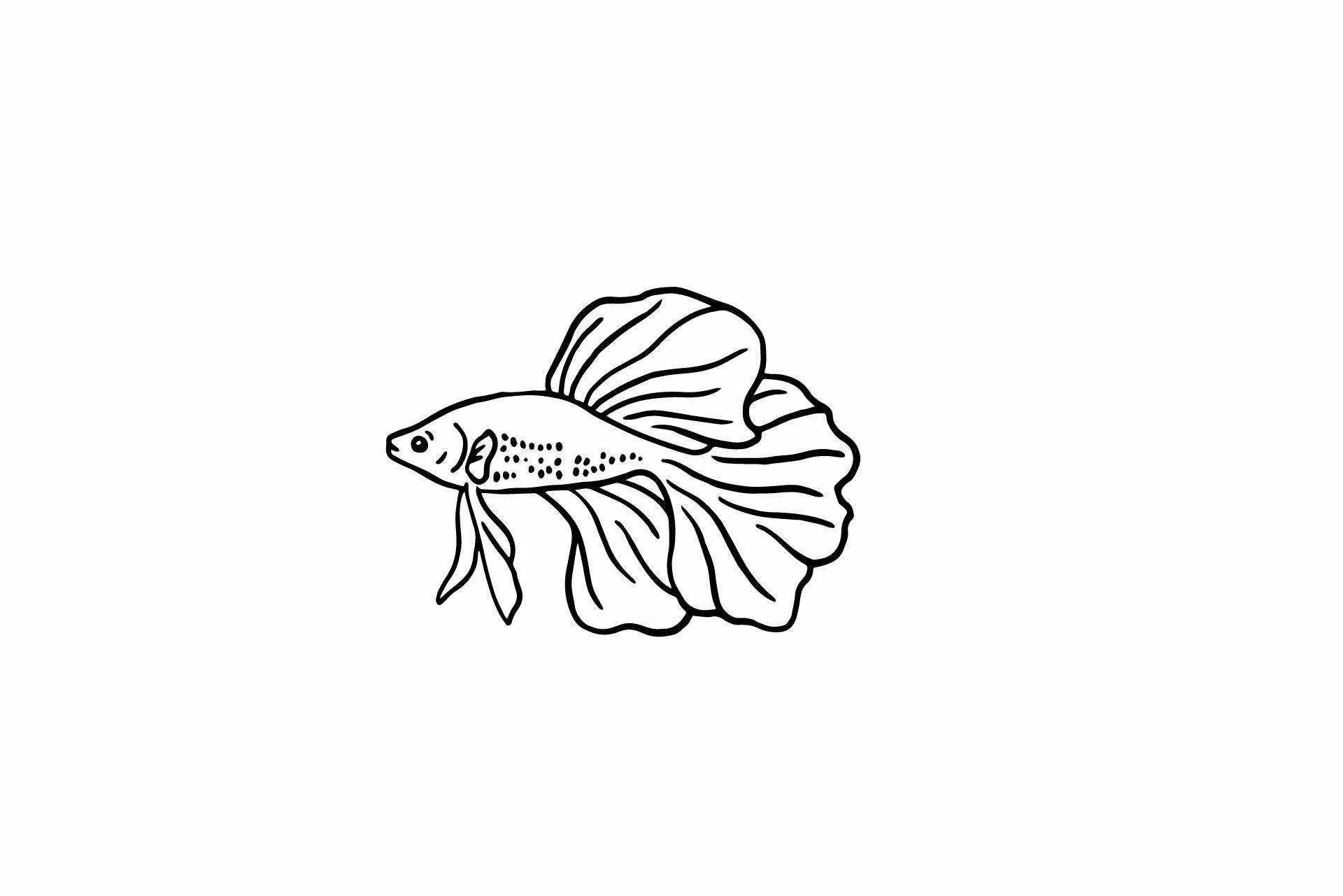 Fish Illustration