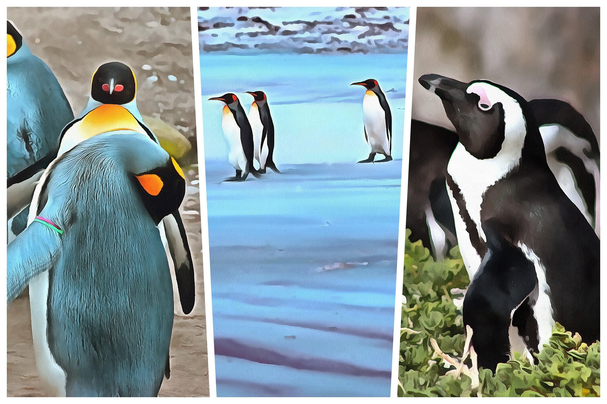 Penguin Watercolor Sublimation