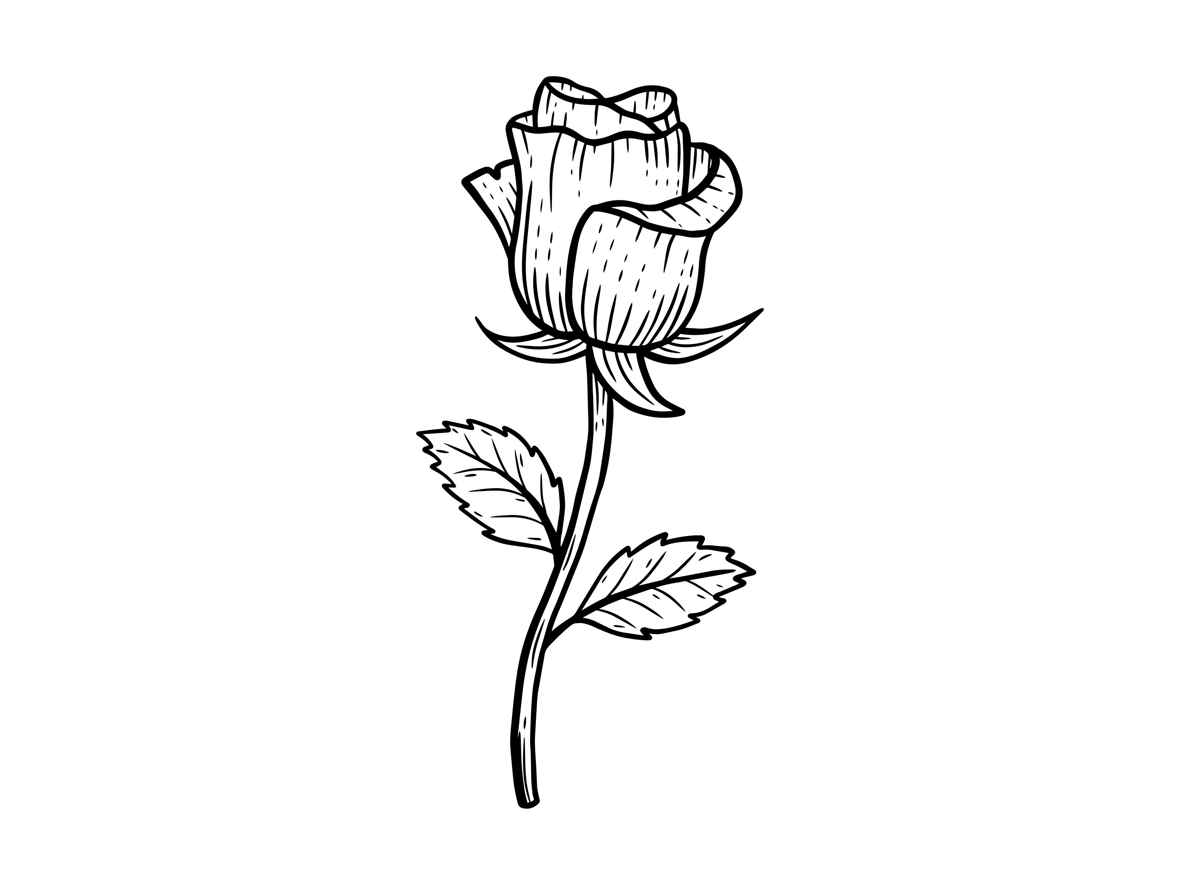 Set Line Art Flower Rose Nature