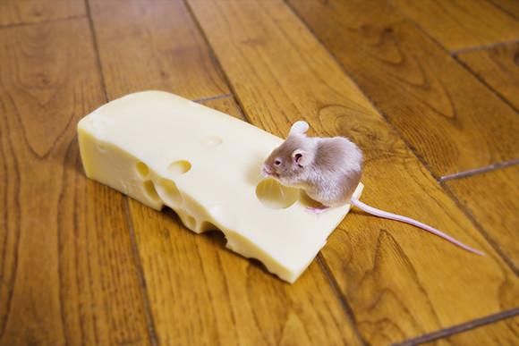 A Mouse on a Piece of Cheese