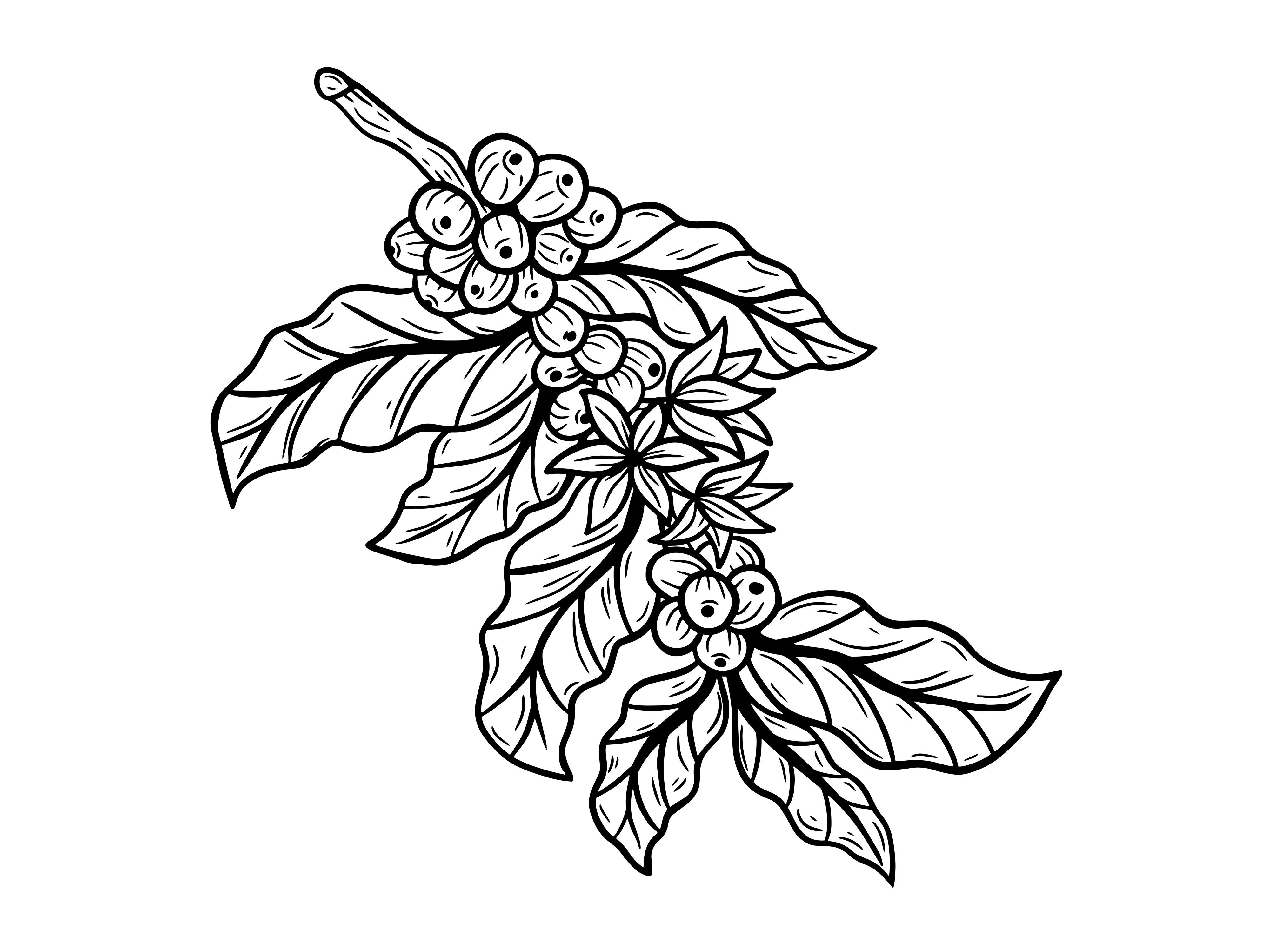 Set Leaf Tree Coffee Beans Nature