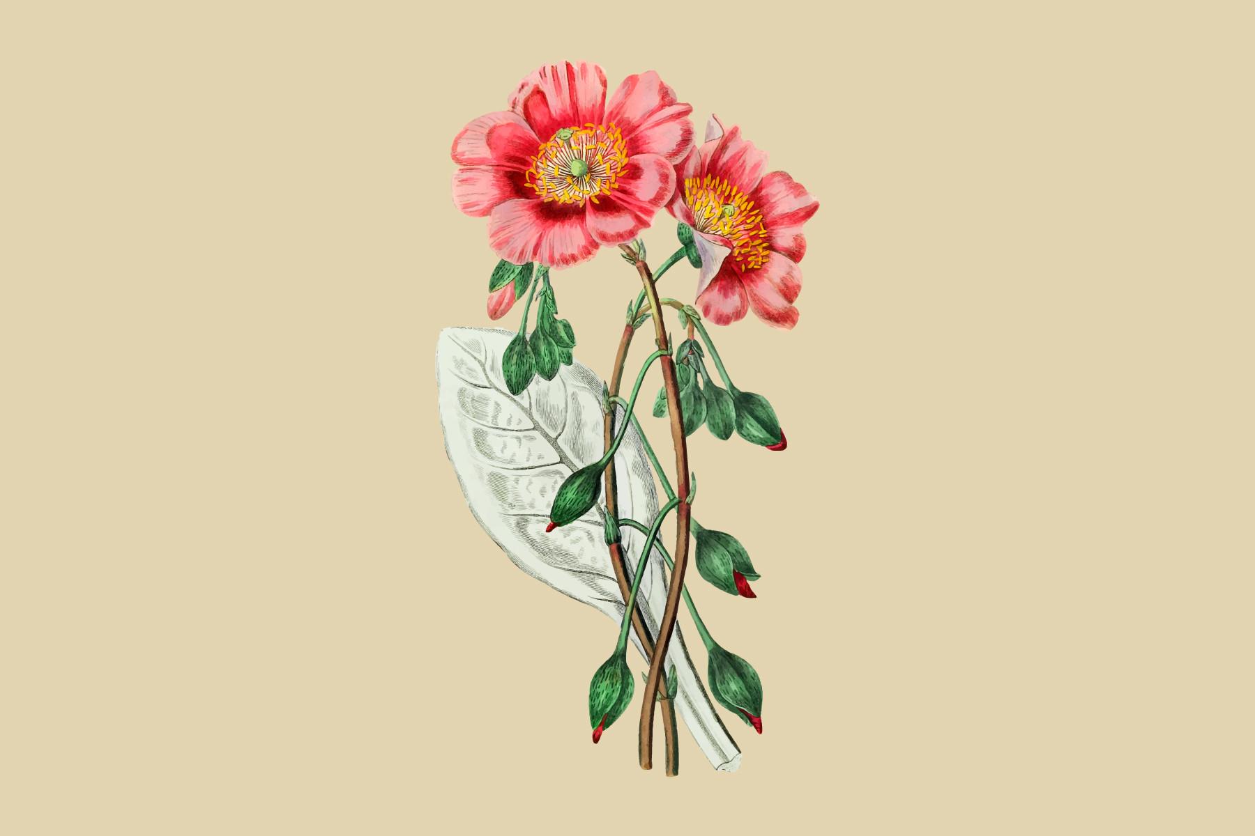 Discolored Calandrinia Illustration