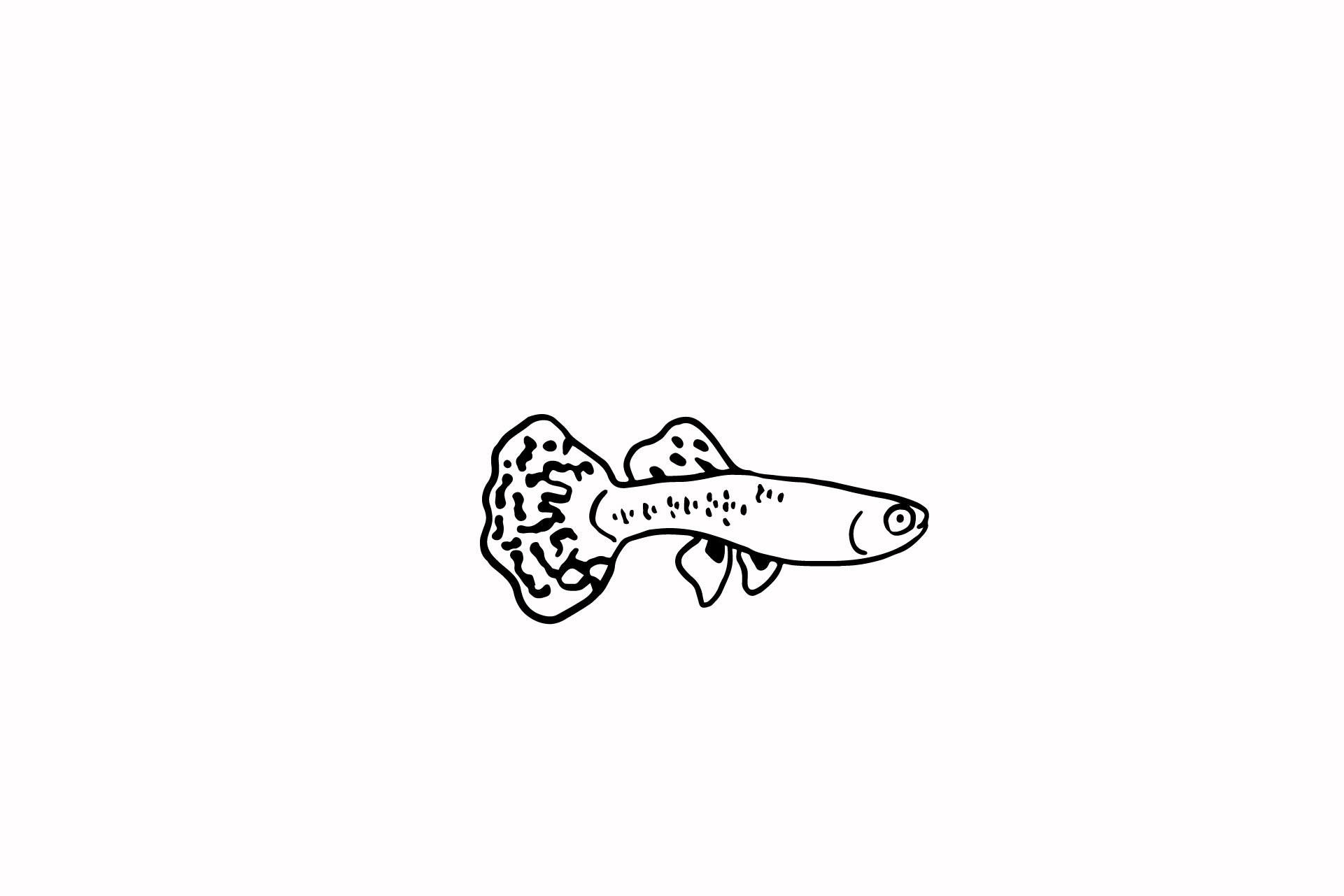 Fish Illustration